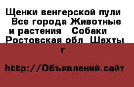 Щенки венгерской пули - Все города Животные и растения » Собаки   . Ростовская обл.,Шахты г.